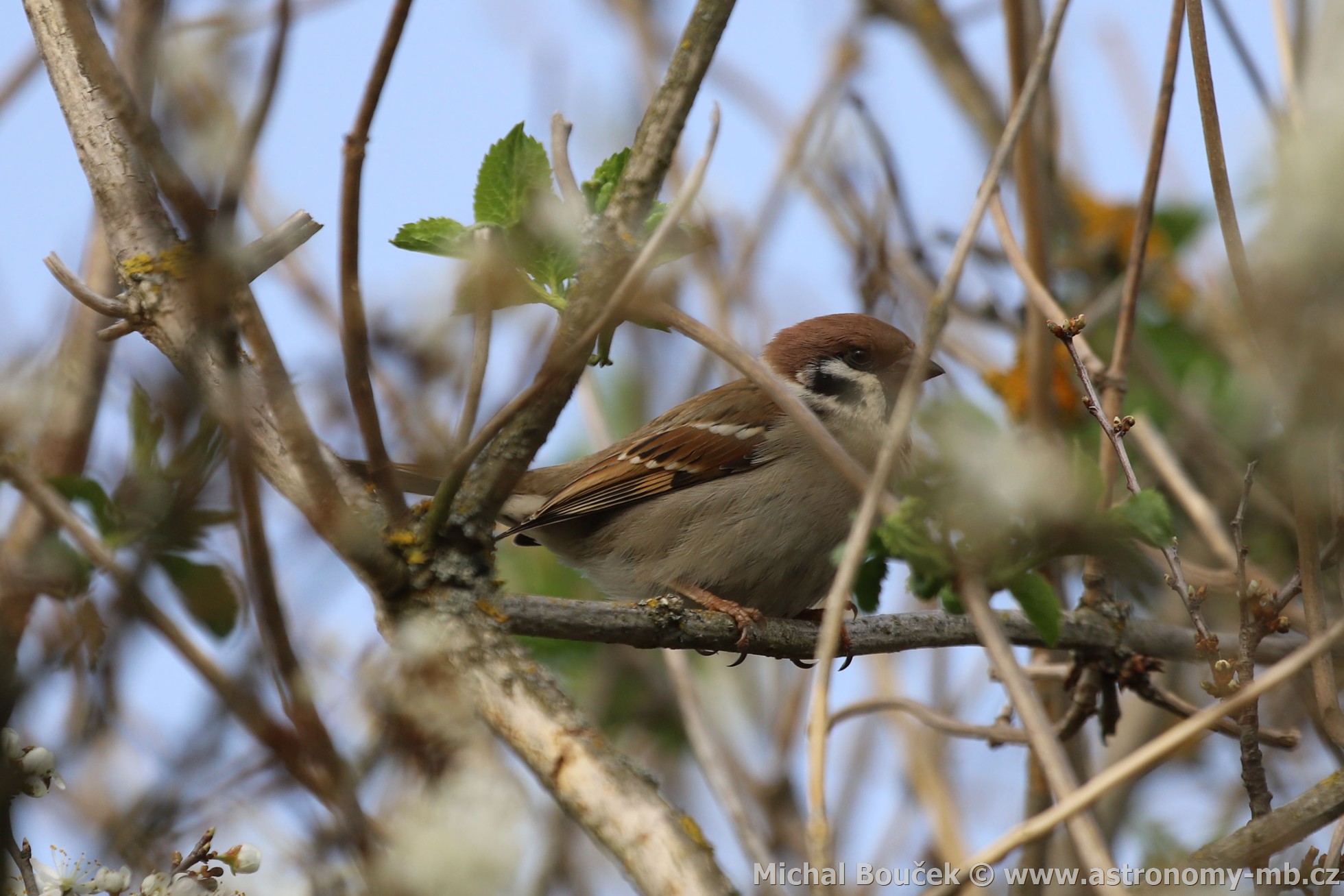 Vrabec polní (Passer montanus)