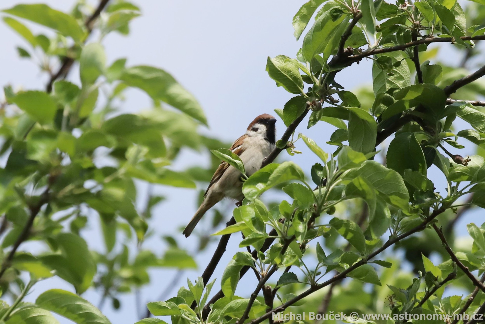 Vrabec polní (Passer montanus)