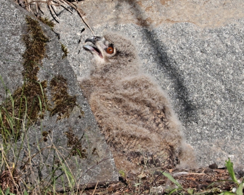 Výr velký (Bubo bubo)