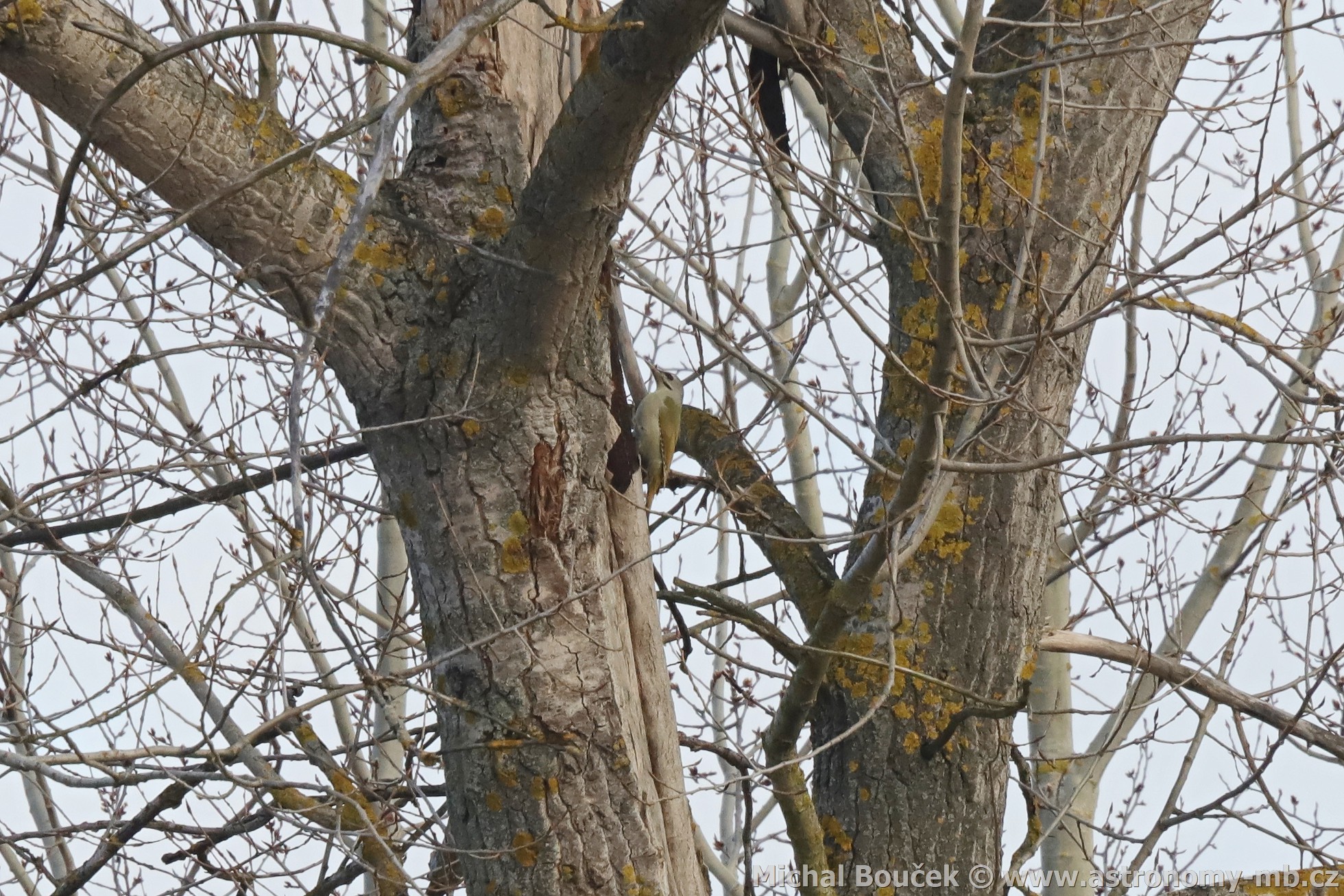 luna šedá (Picus canus)