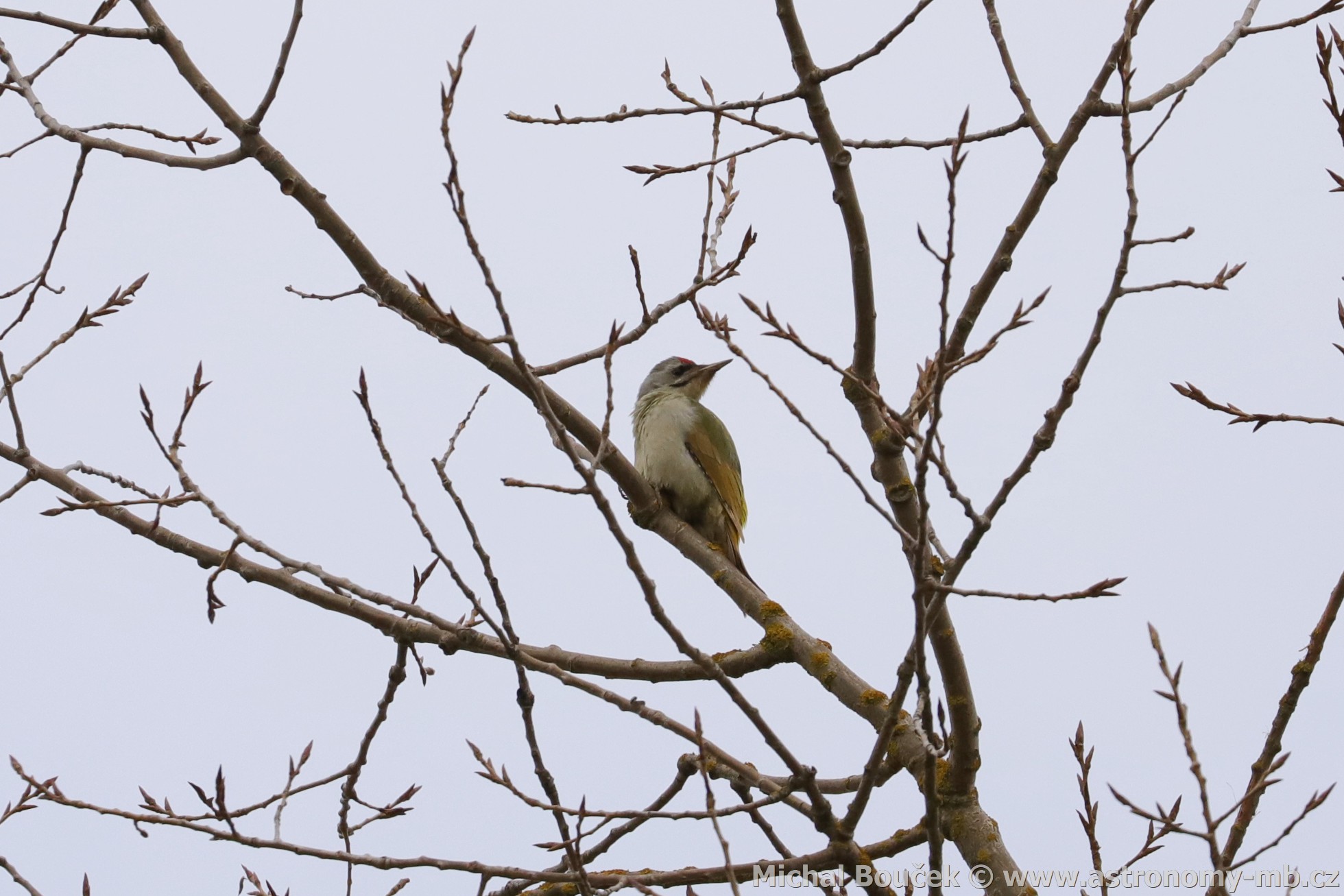 luna šedá (Picus canus)
