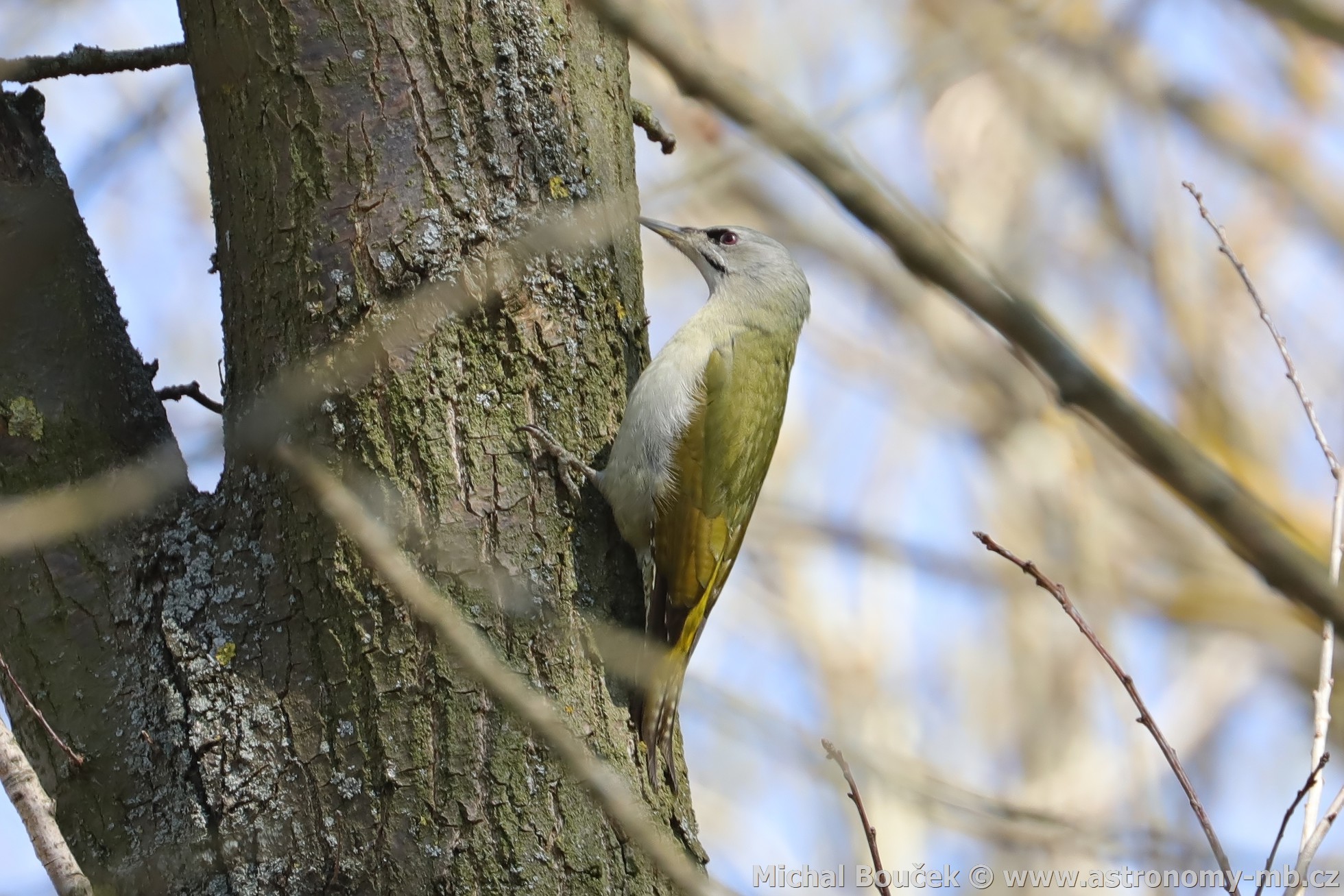 luna šedá (Picus canus)