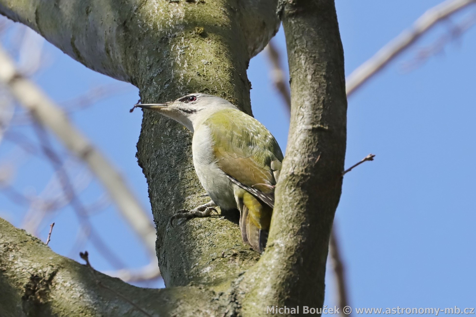 luna šedá (Picus canus)