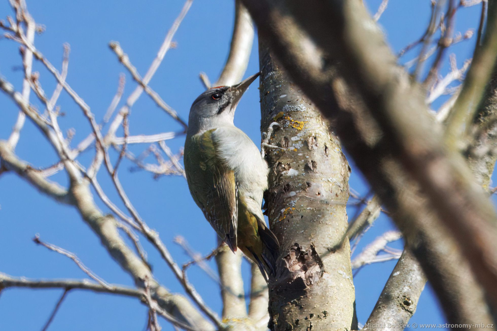 luna šedá (Picus canus)