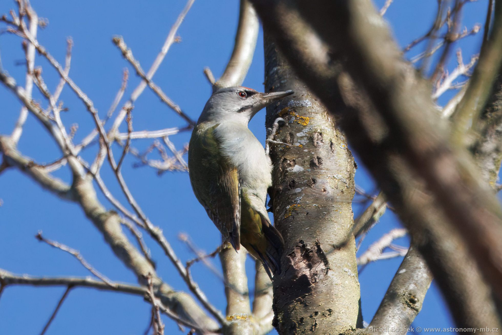 luna šedá (Picus canus)