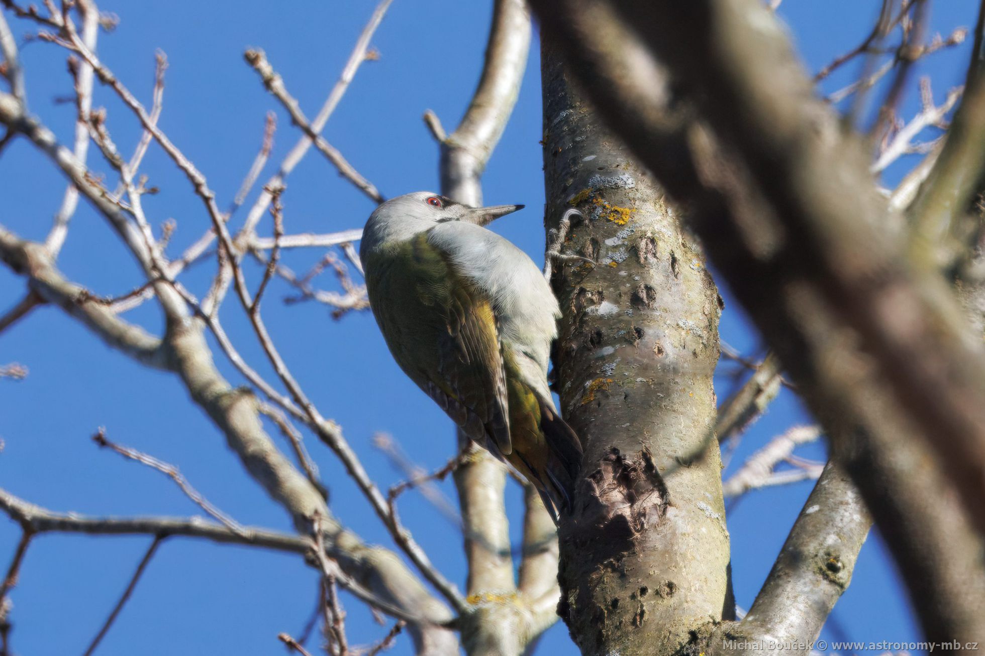 luna šedá (Picus canus)