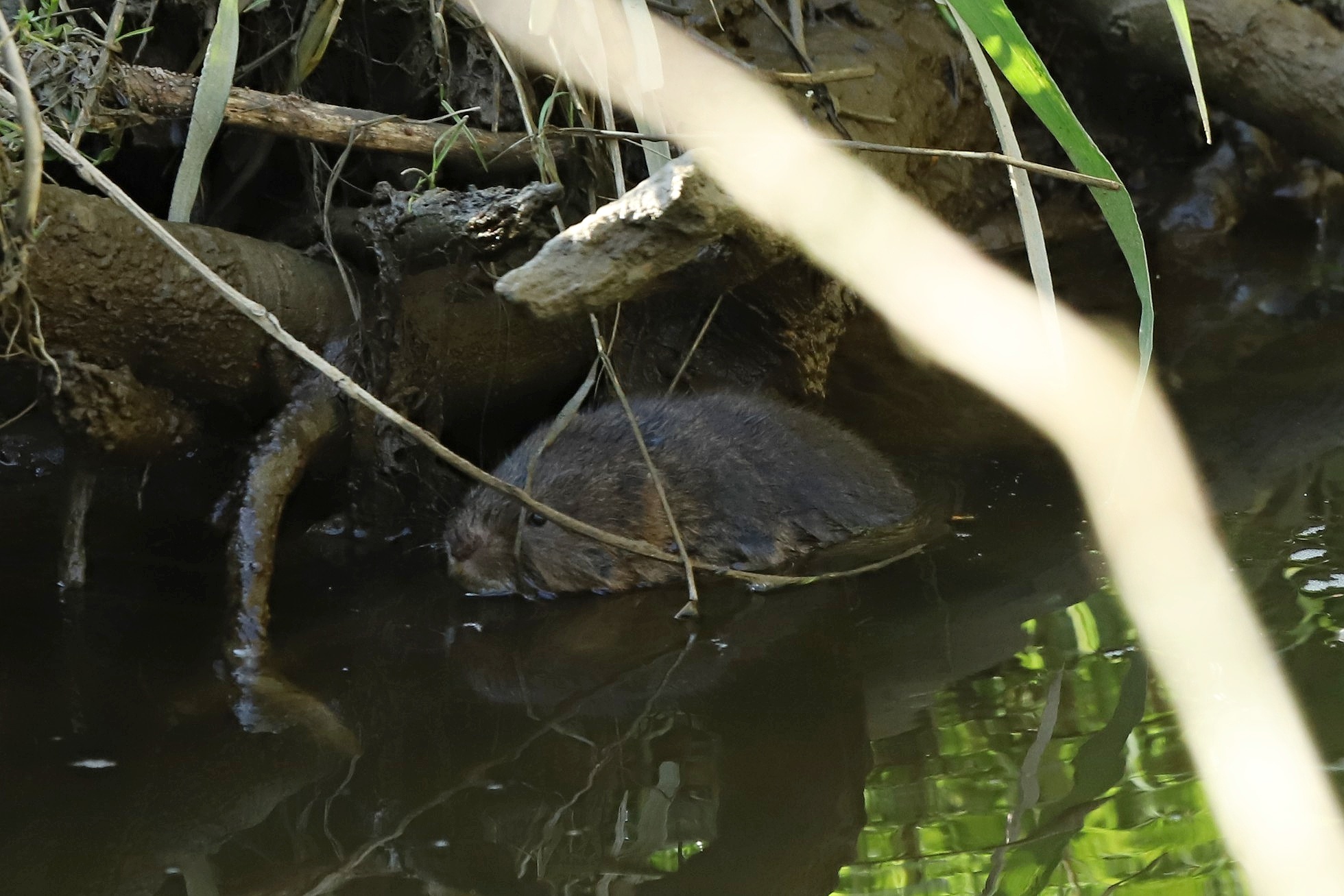 Hryzec vodní (Arvicola amphibius)