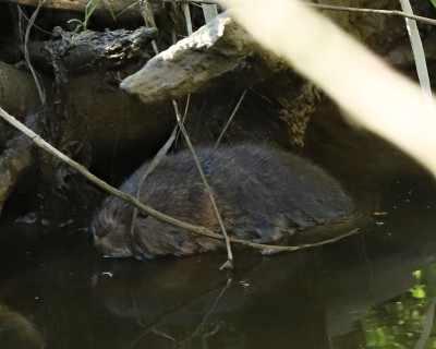 Hryzec vodní (Arvicola amphibius)