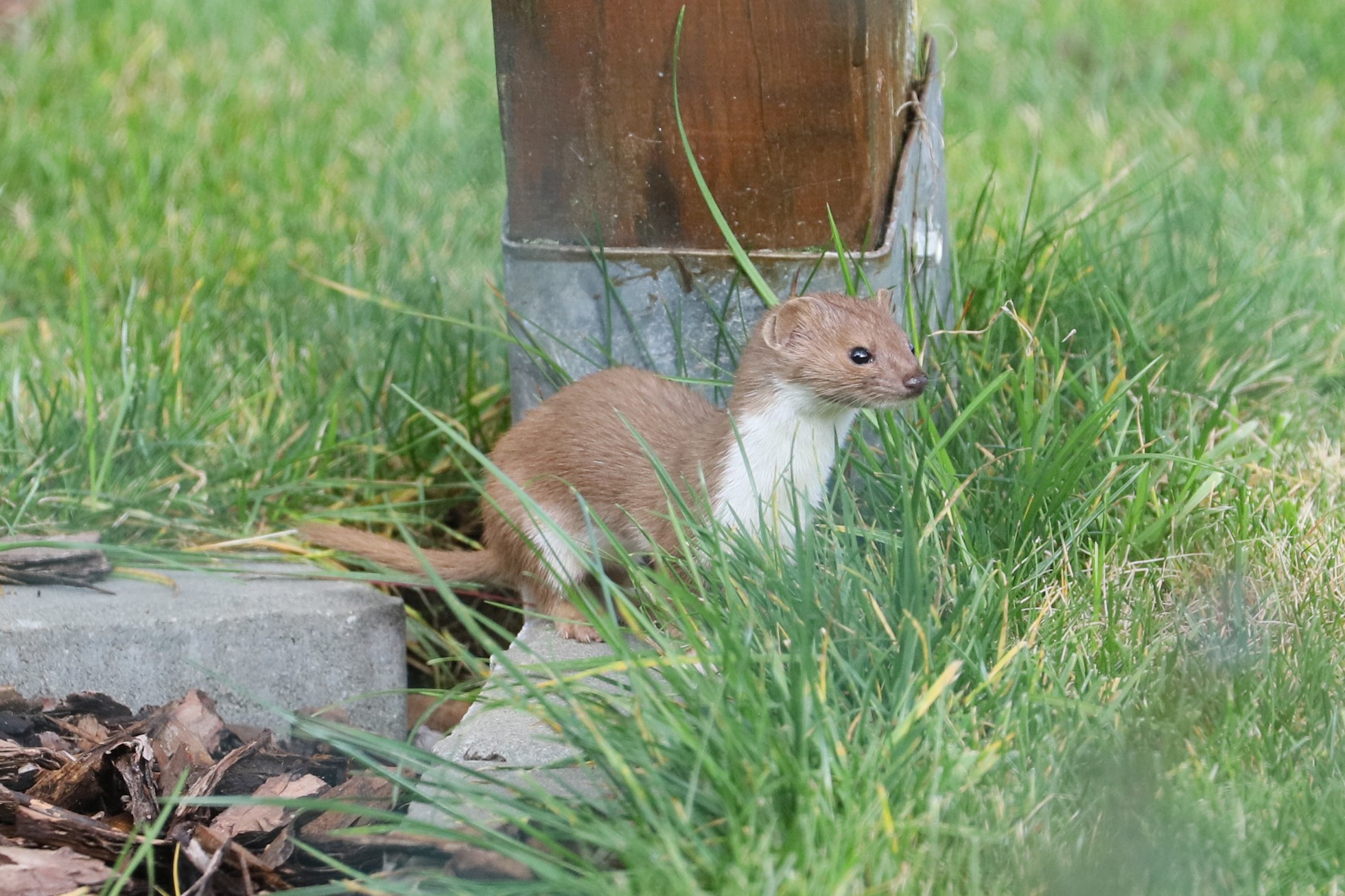Lasice kolava (Mustela nivalis)