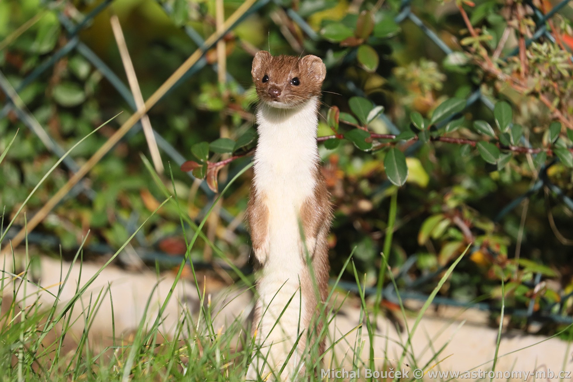 Lasice kolava (Mustela nivalis)