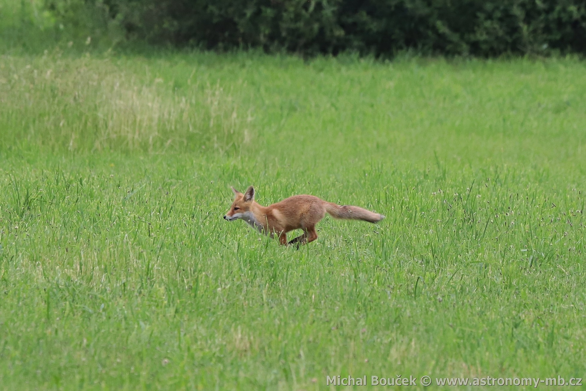 Liška obecná (Vulpes vulpes)