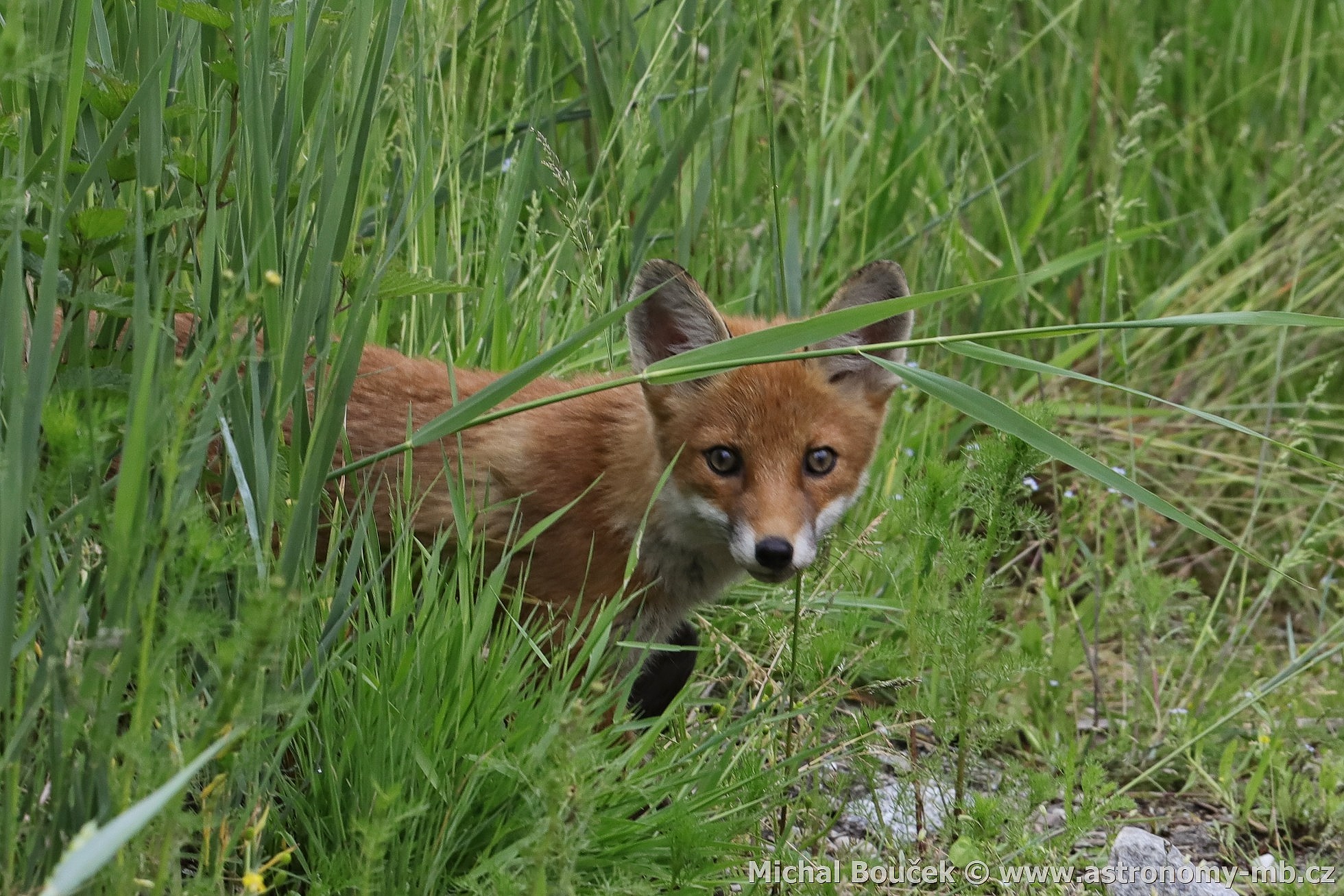 Liška obecná (Vulpes vulpes)