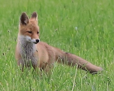Liška obecná (Vulpes vulpes)