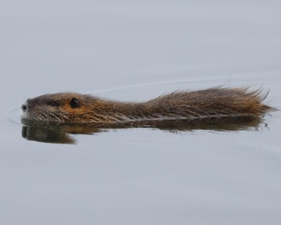 Ondatra pimová (Ondatra zibethicus)