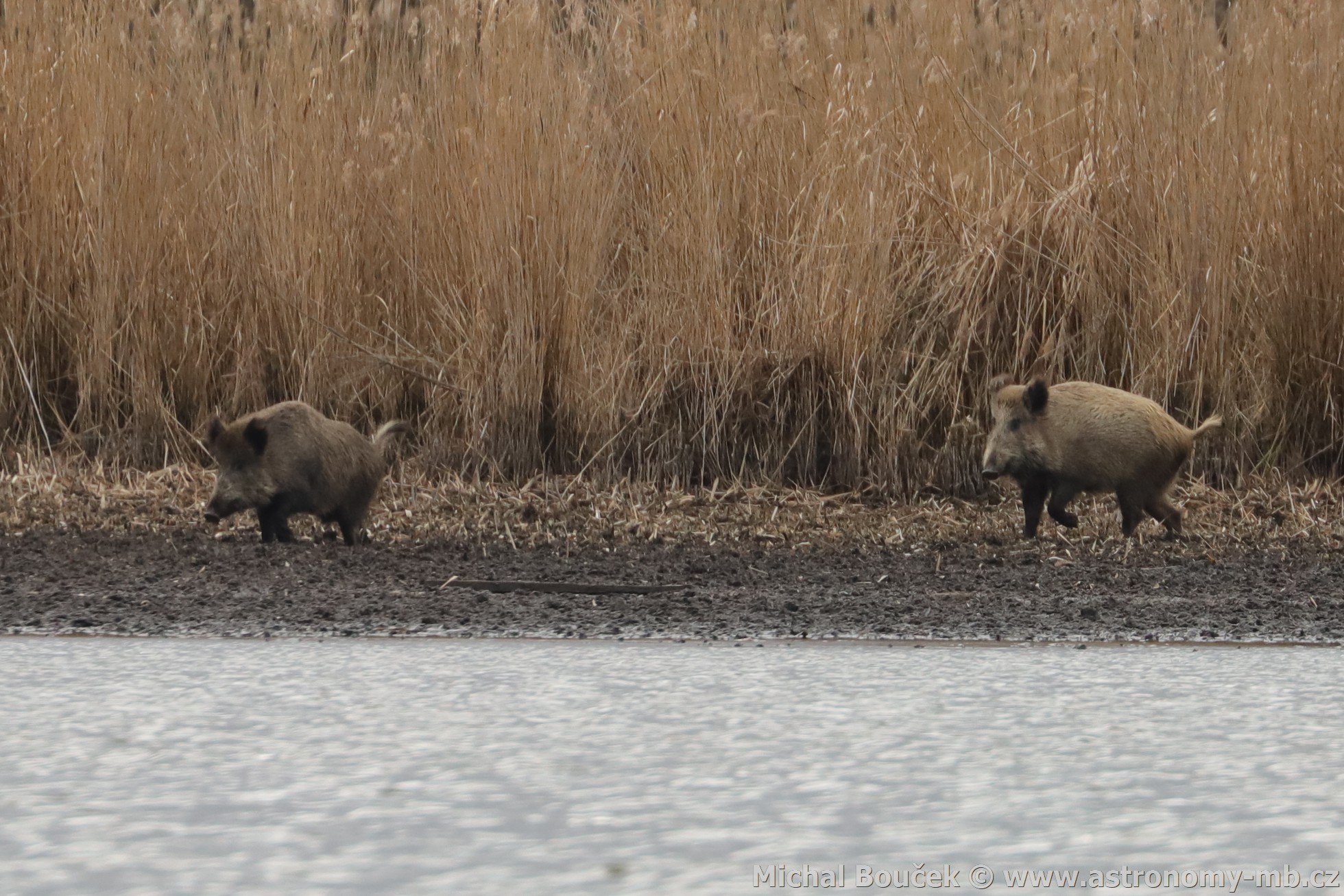 Prase divoké (Sus scrofa)