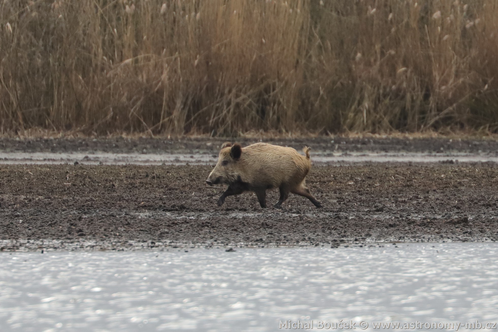 Prase divoké (Sus scrofa)