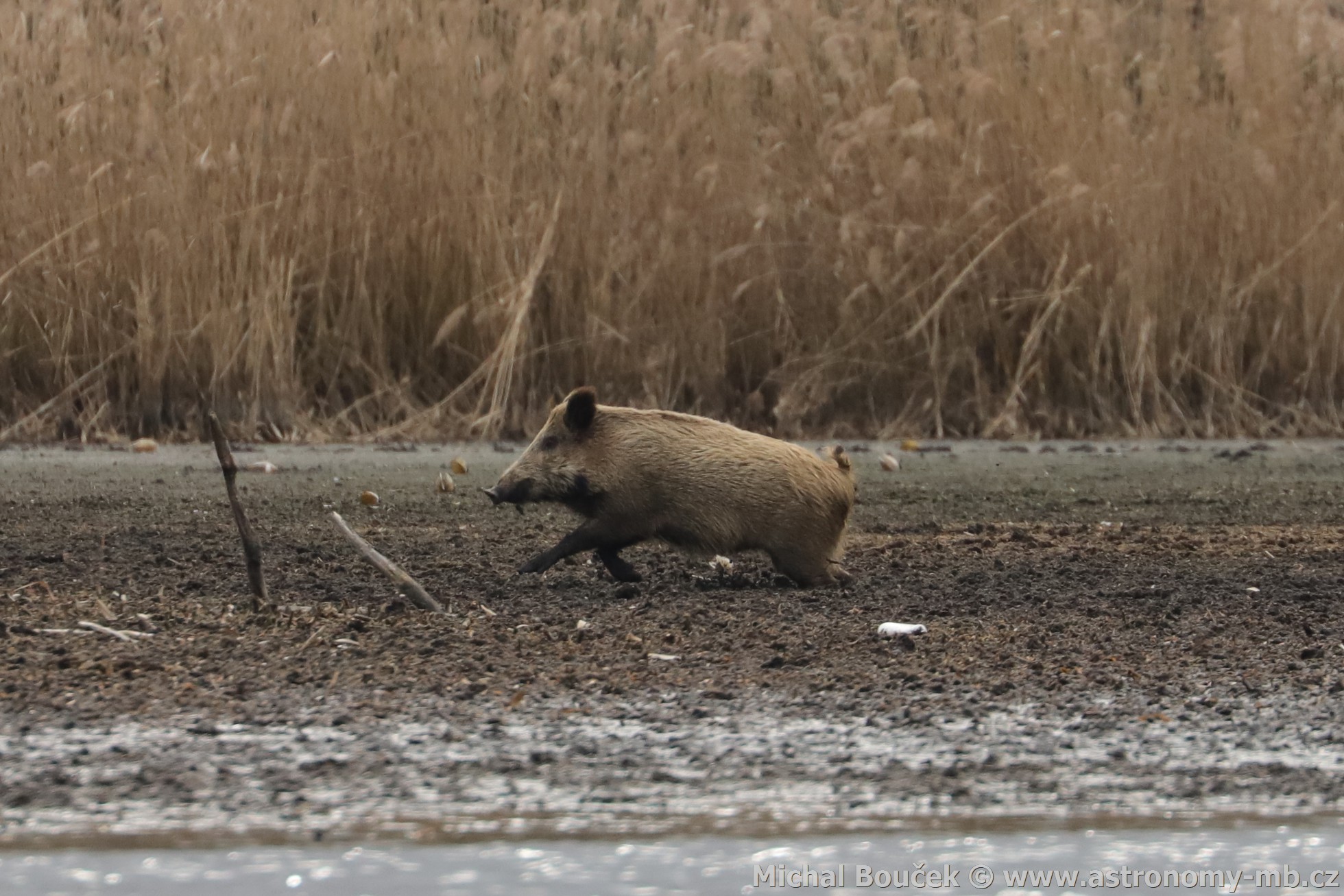 Prase divoké (Sus scrofa)
