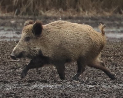 Prase divoké (Sus scrofa)