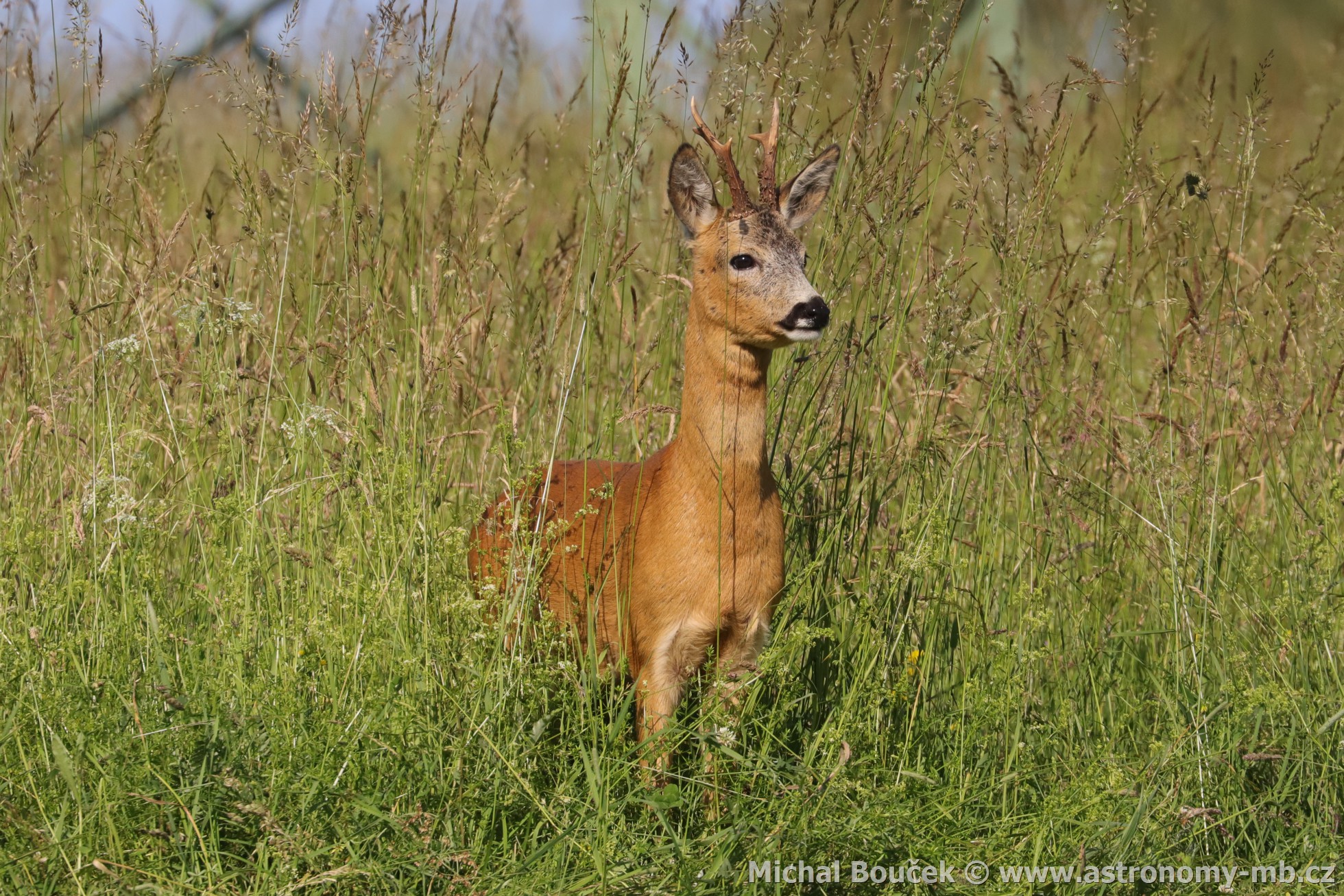 Srnec obecný (Capreolus capreolus)