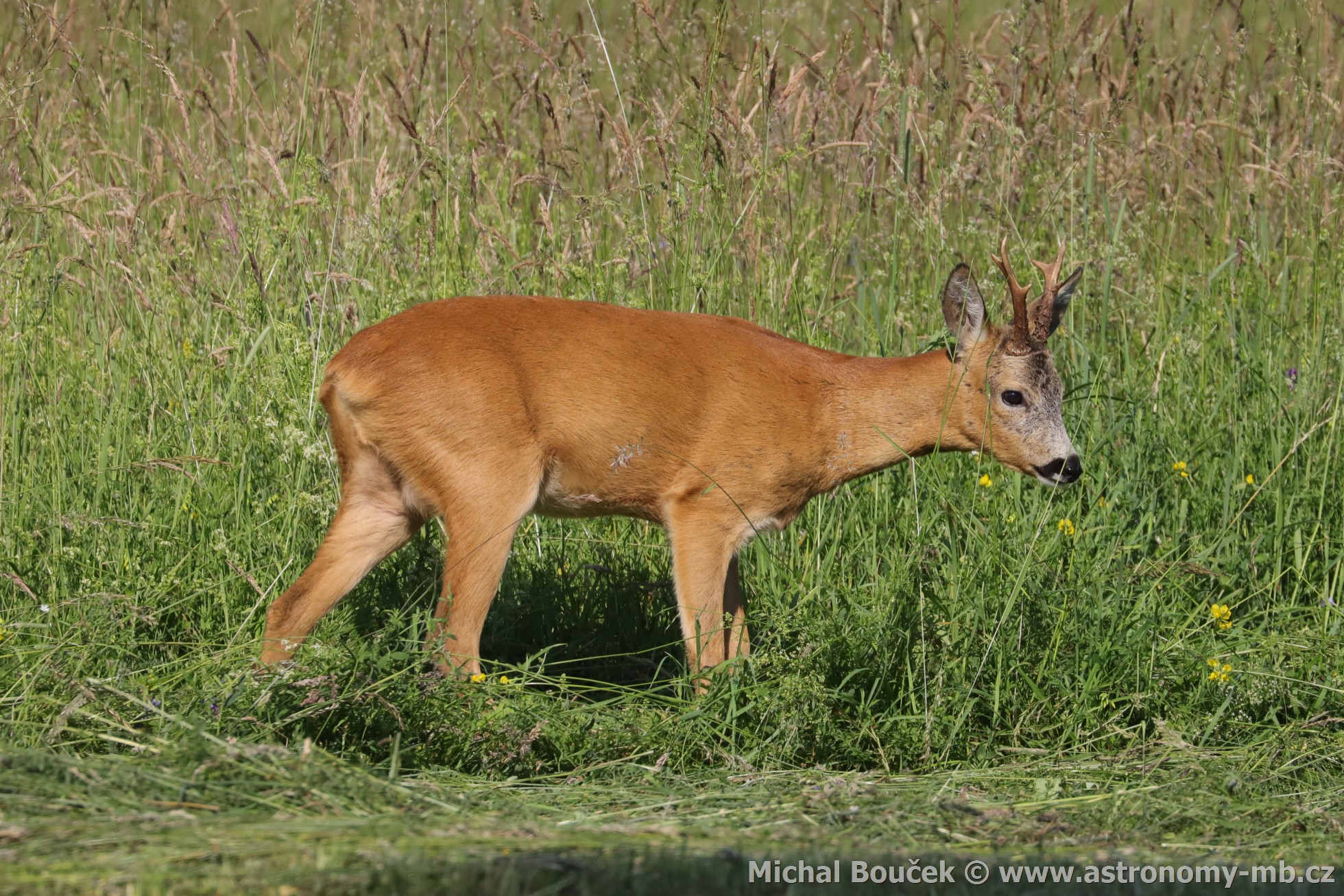 Srnec obecný (Capreolus capreolus)