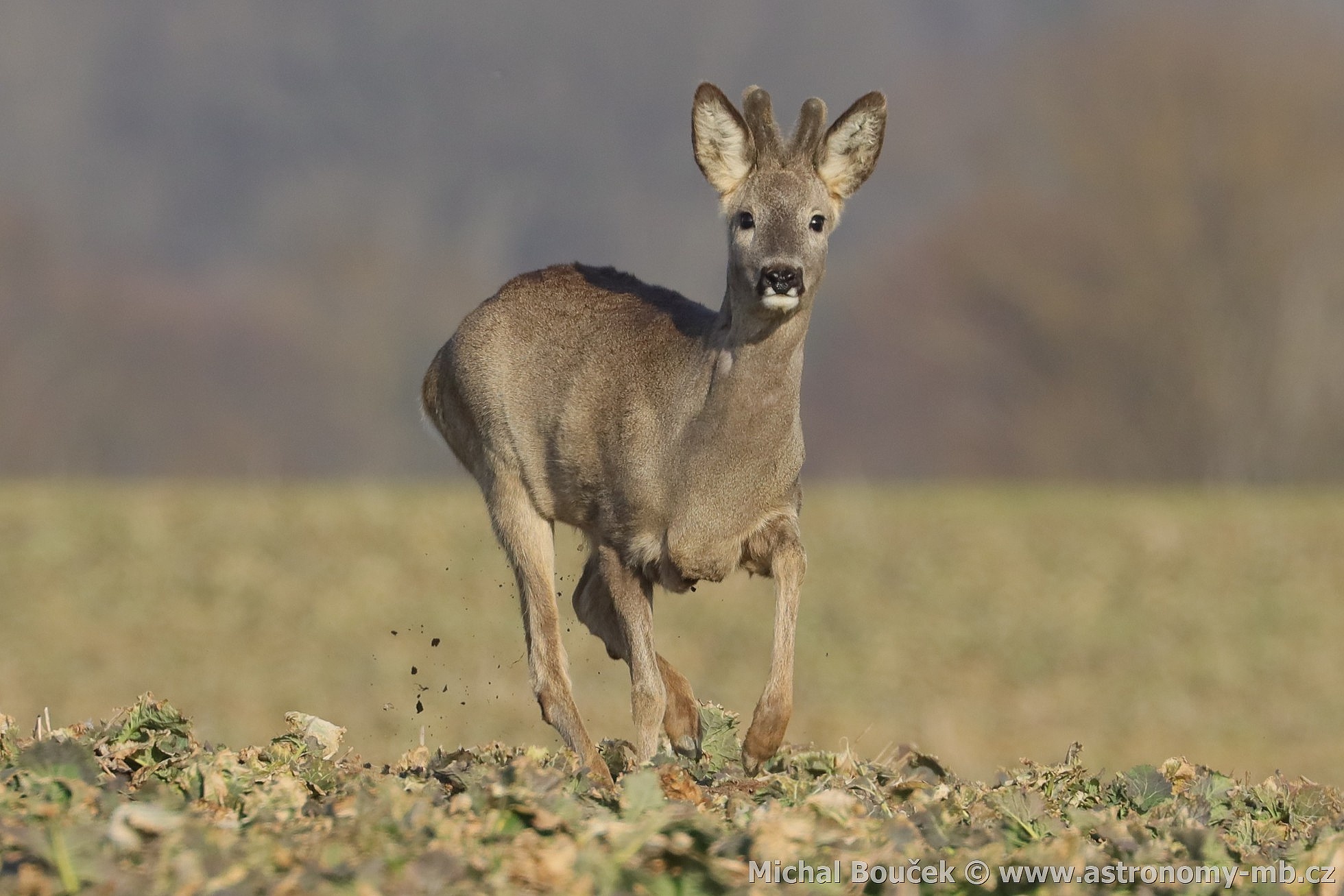 Srnec obecný (Capreolus capreolus)