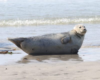 Tule obecný (Phoca vitulina)