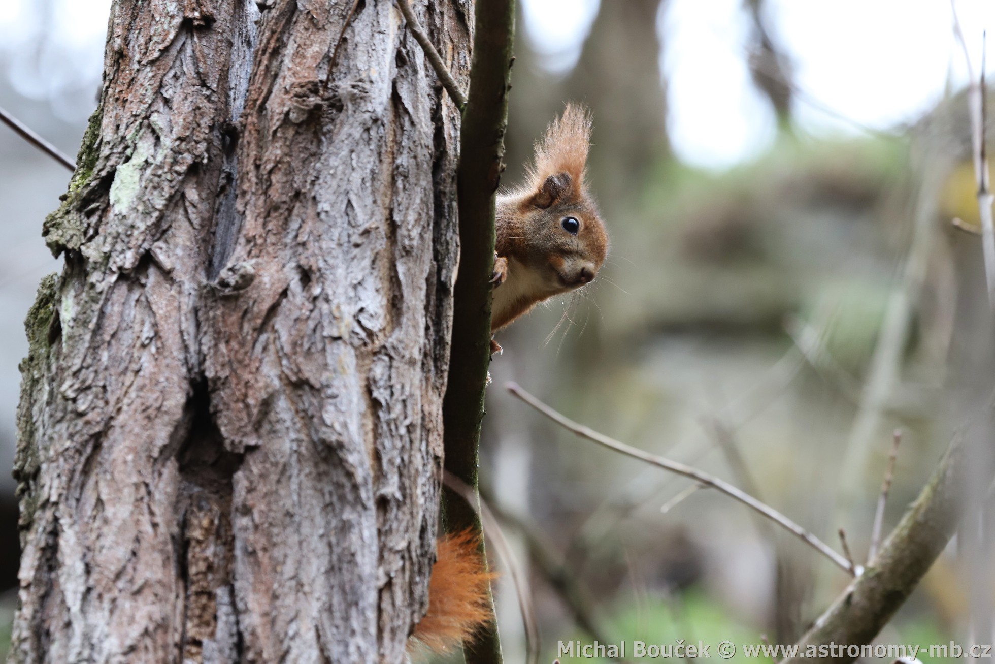 Veverka obecná (Sciurus vulgaris)