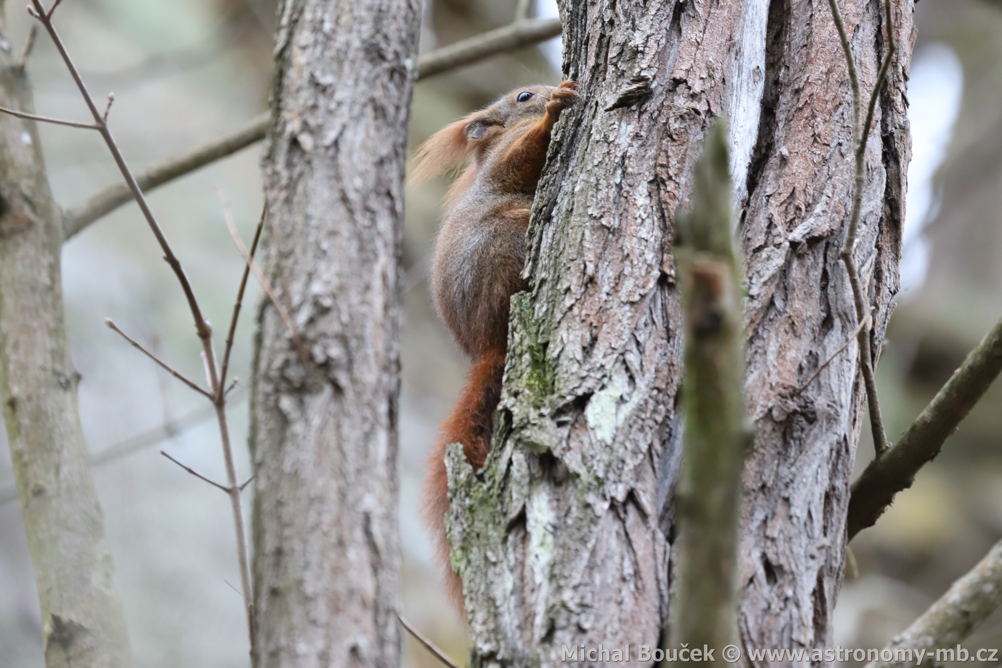 Veverka obecná (Sciurus vulgaris)