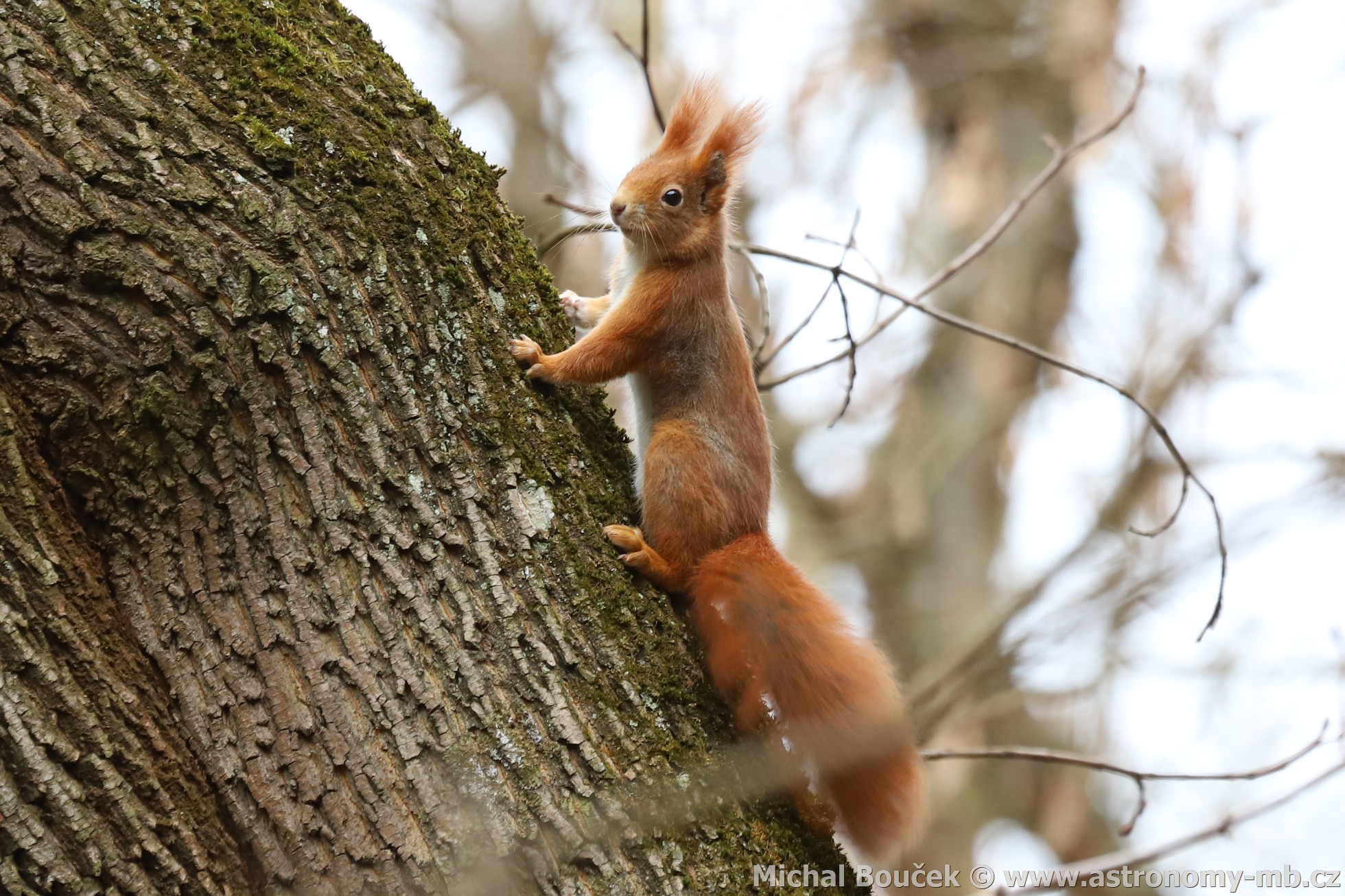 Veverka obecná (Sciurus vulgaris)
