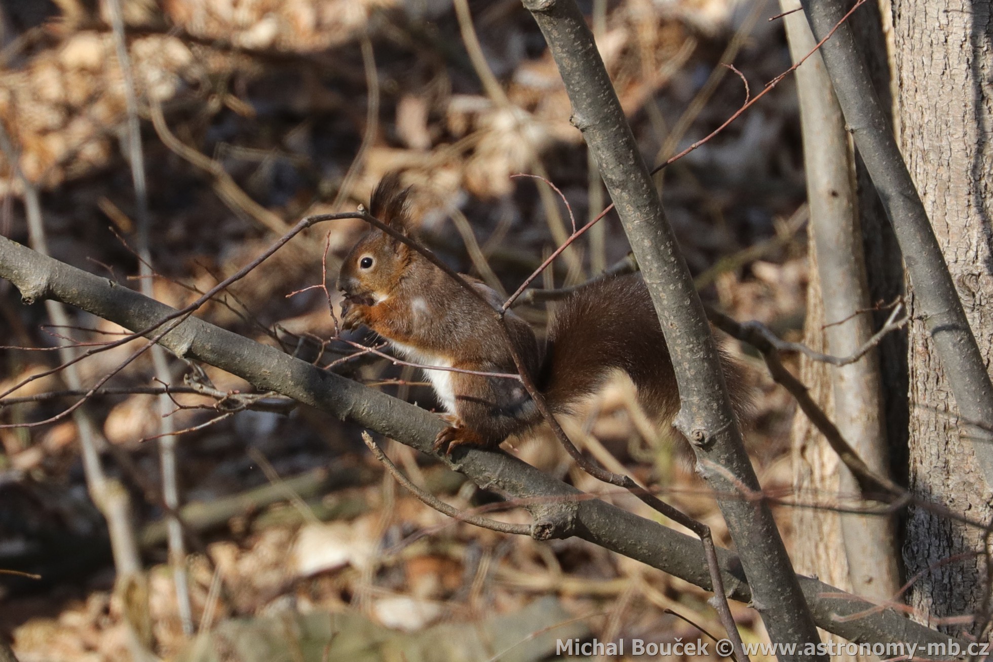 Veverka obecná (Sciurus vulgaris)