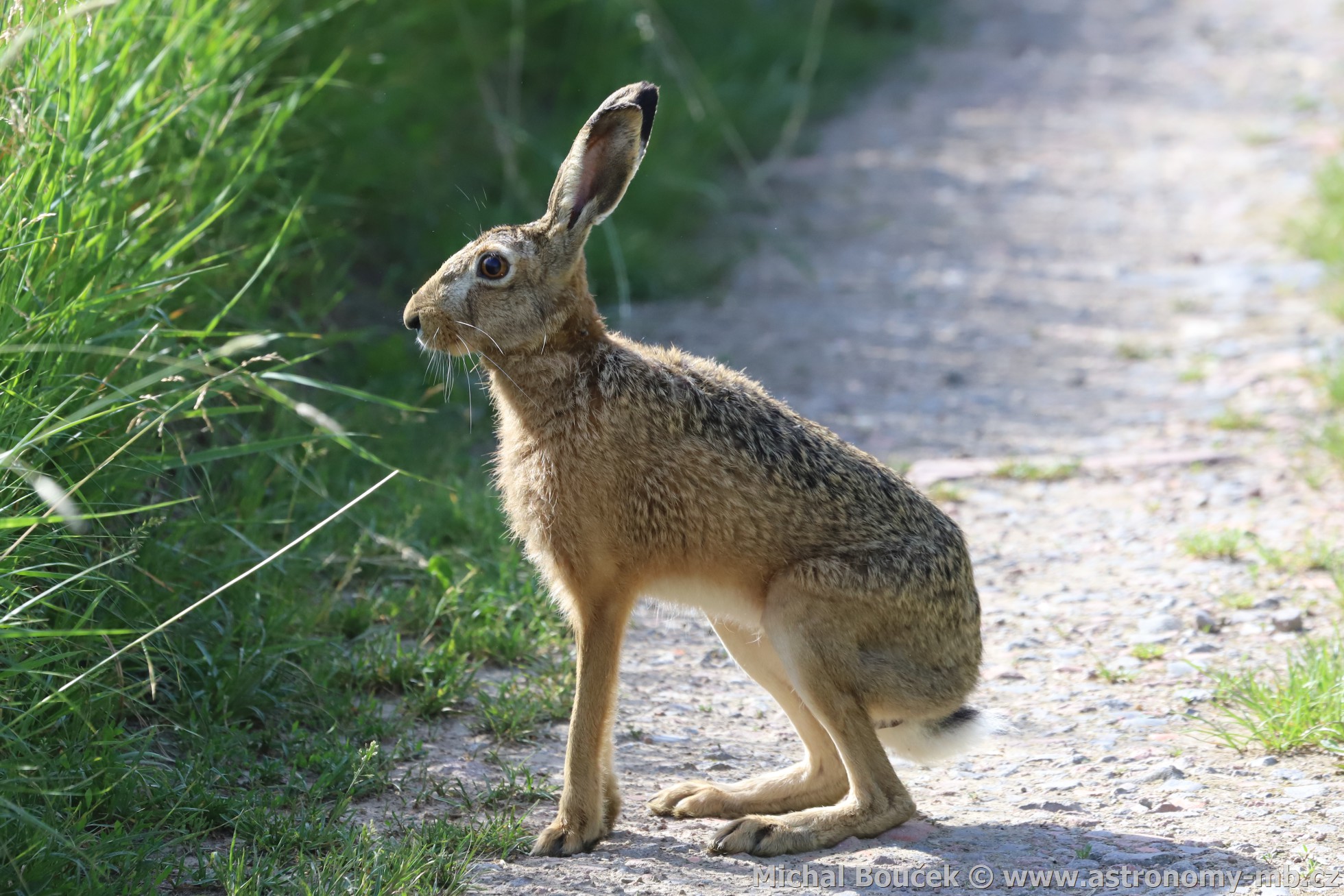 Zajíc polní (Lepus europaeus)
