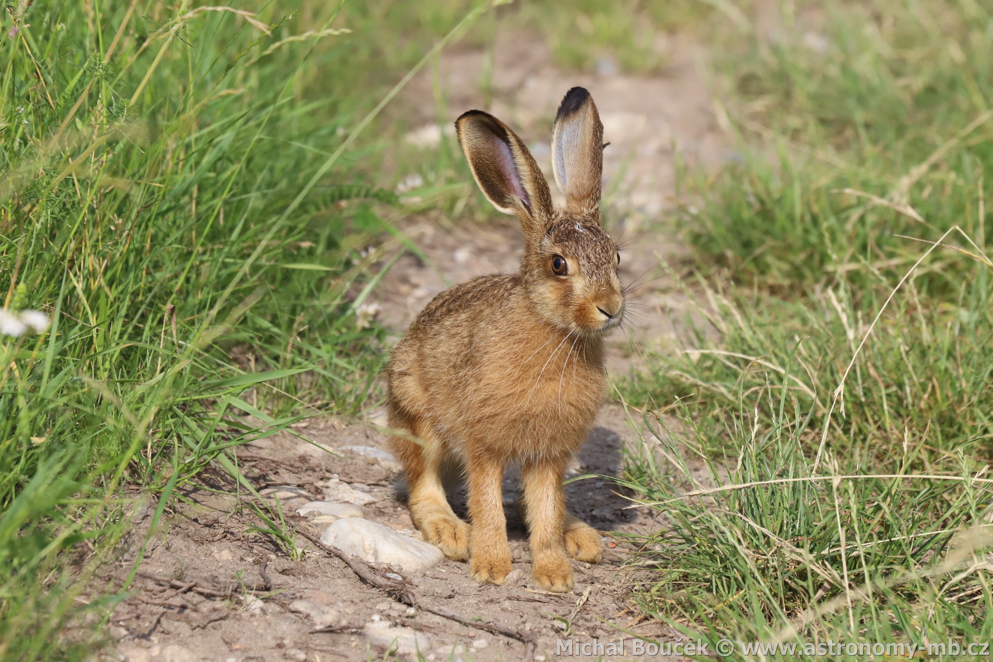 Zajíc polní (Lepus europaeus)