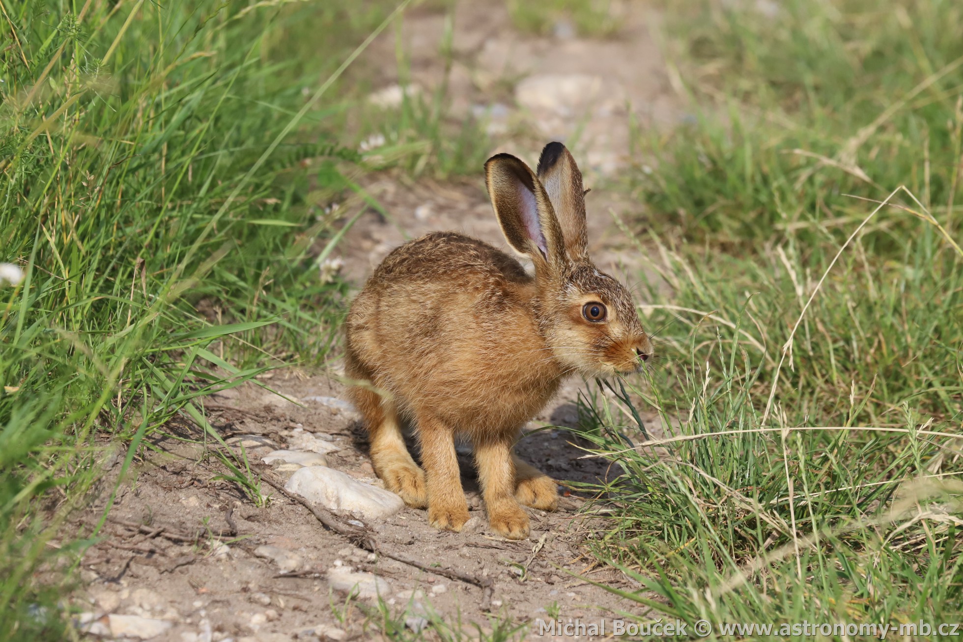 Zajíc polní (Lepus europaeus)