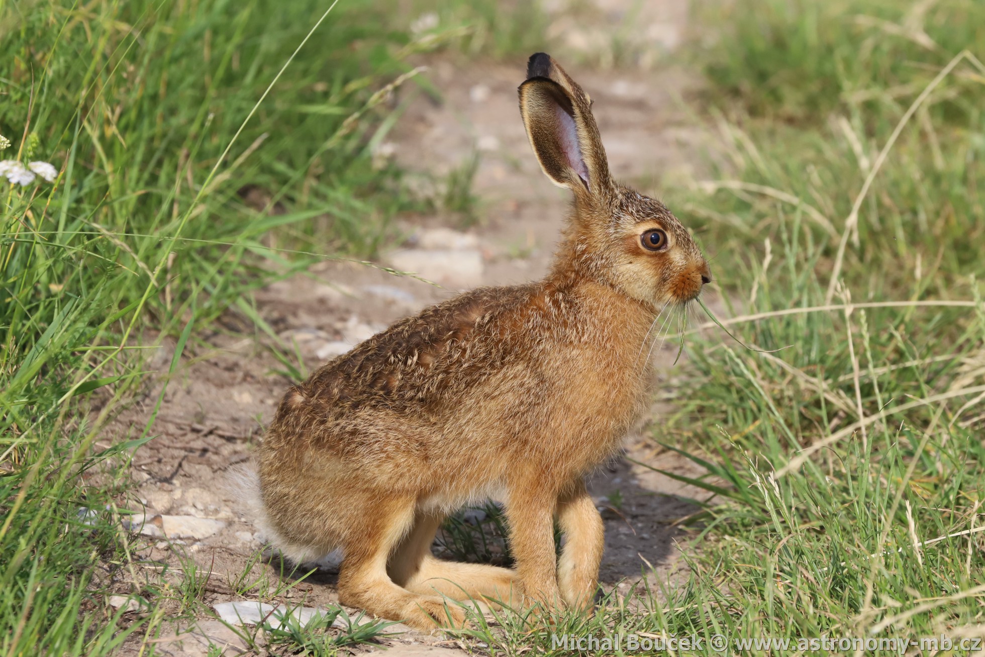 Zajíc polní (Lepus europaeus)