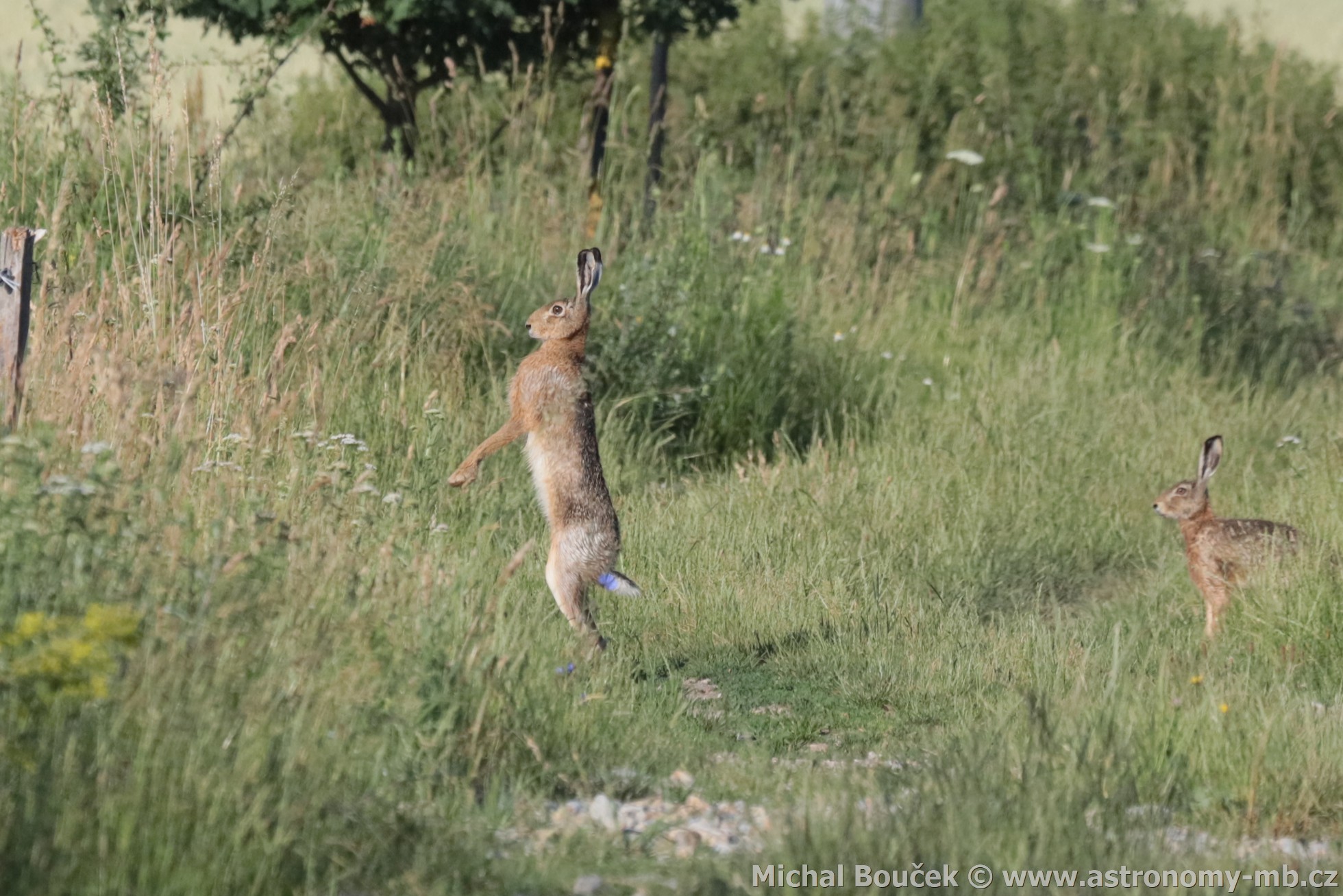 Zajíc polní (Lepus europaeus)