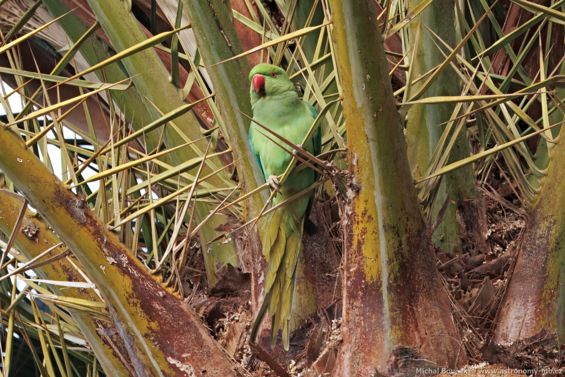 Alexandr malý (Psittacula krameri)