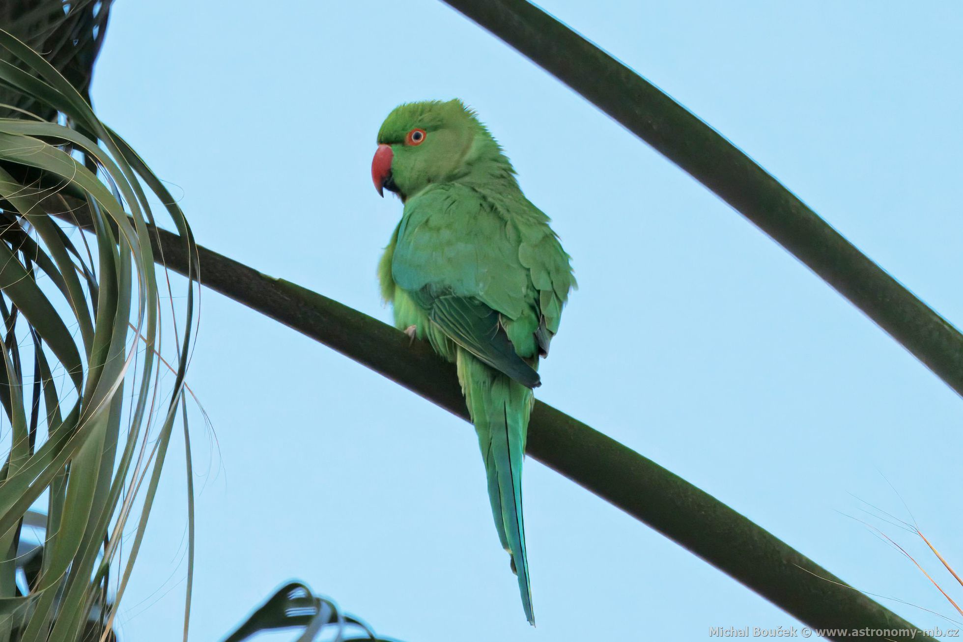 Alexandr malý (Psittacula krameri)