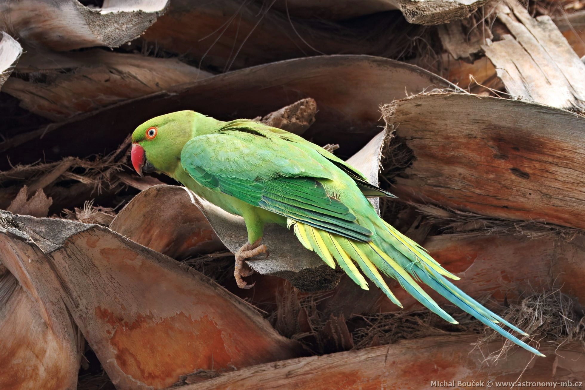Alexandr malý (Psittacula krameri)