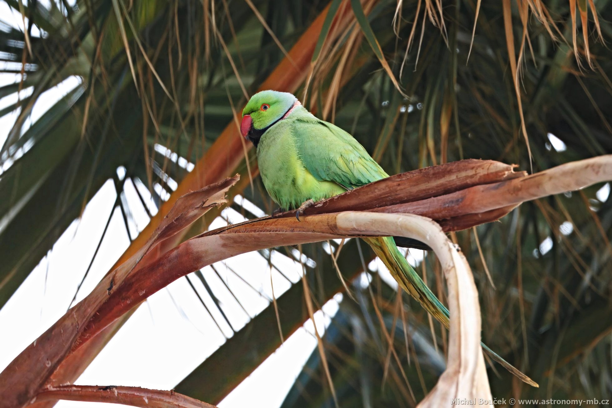 Alexandr malý (Psittacula krameri)