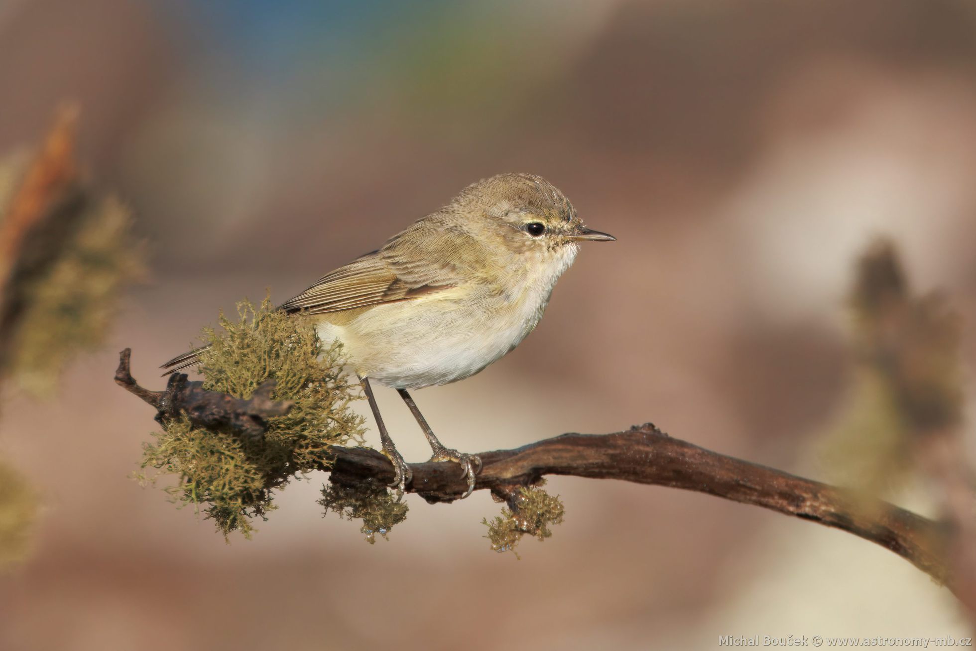 Budníek menší (Phylloscopus collybita)