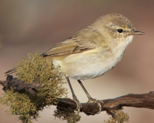 Budníek menší (Phylloscopus collybita)