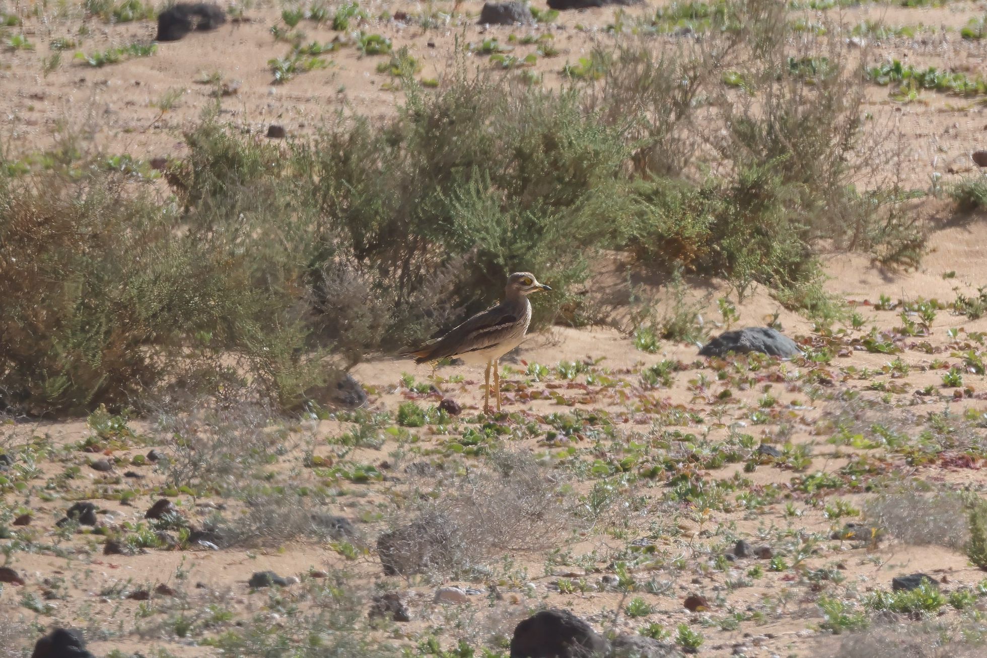 Dytík úhorní (Burhinus oedicnemus)