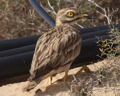 Dytík úhorní (Burhinus oedicnemus)