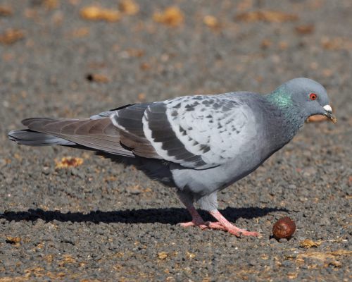 Holub domácí (Columba livia f. domestica)
