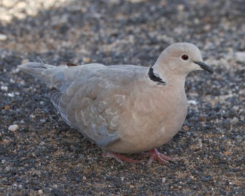 Hrdlika chechtavá (Streptopelia roseogrisea)