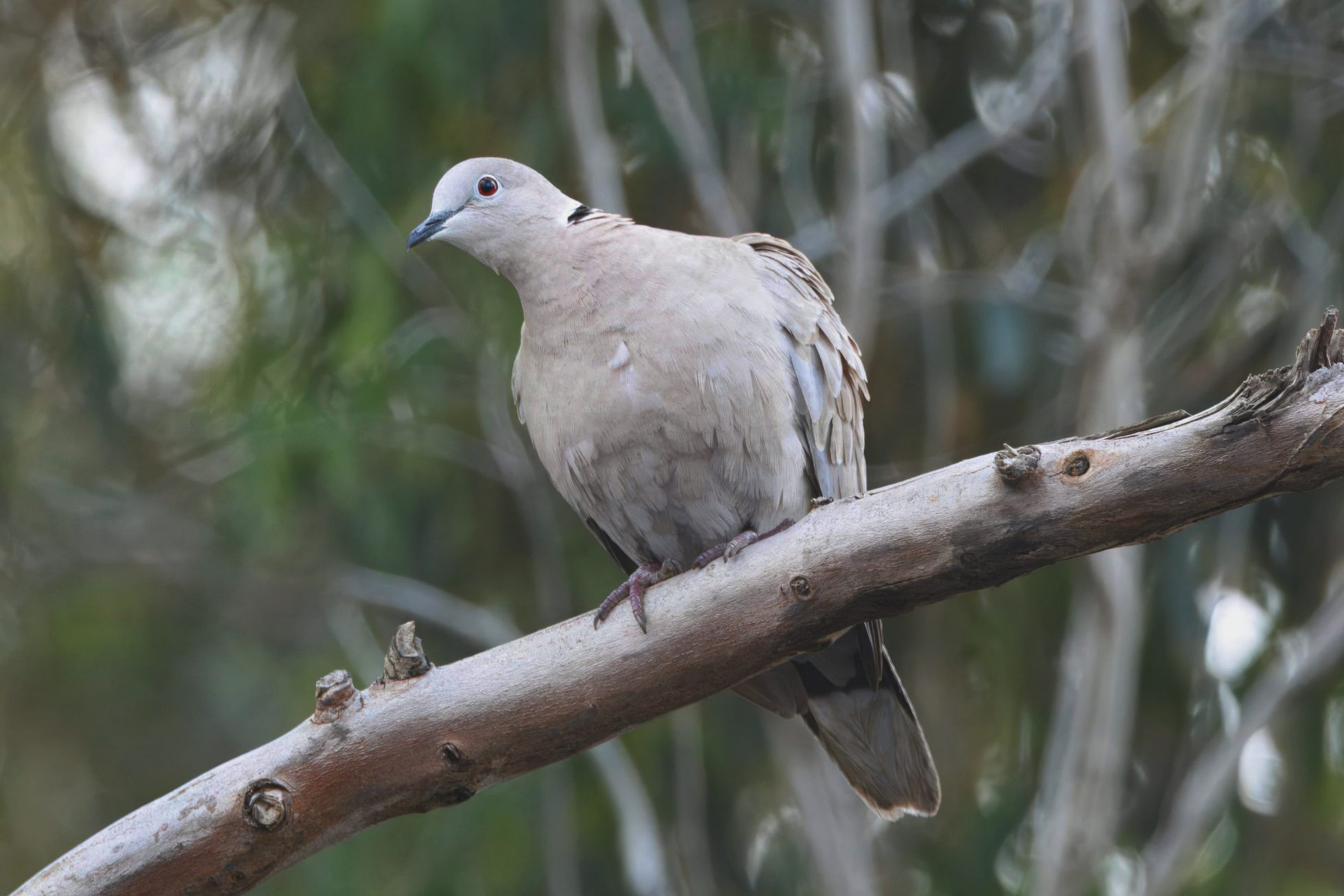 Hrdlika zahradní (Streptopelia decaocto)