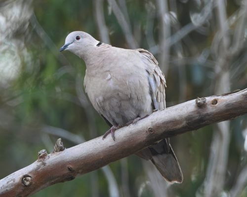 Hrdlika zahradní (Streptopelia decaocto)