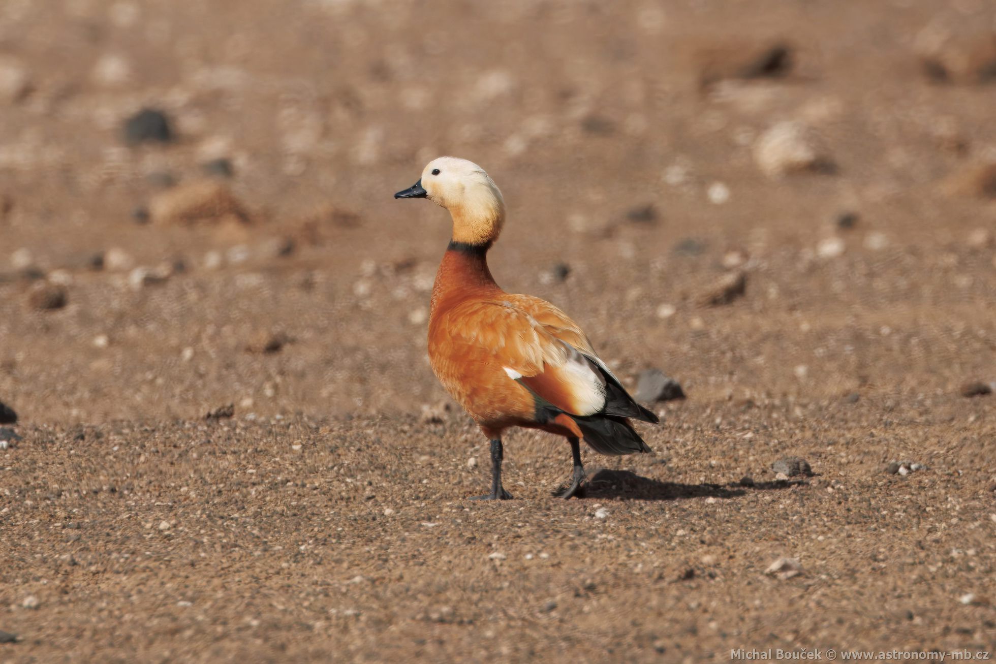 Husice rezavá (Tadorna ferruginea)