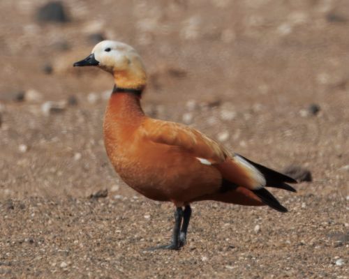 Husice rezavá (Tadorna ferruginea)