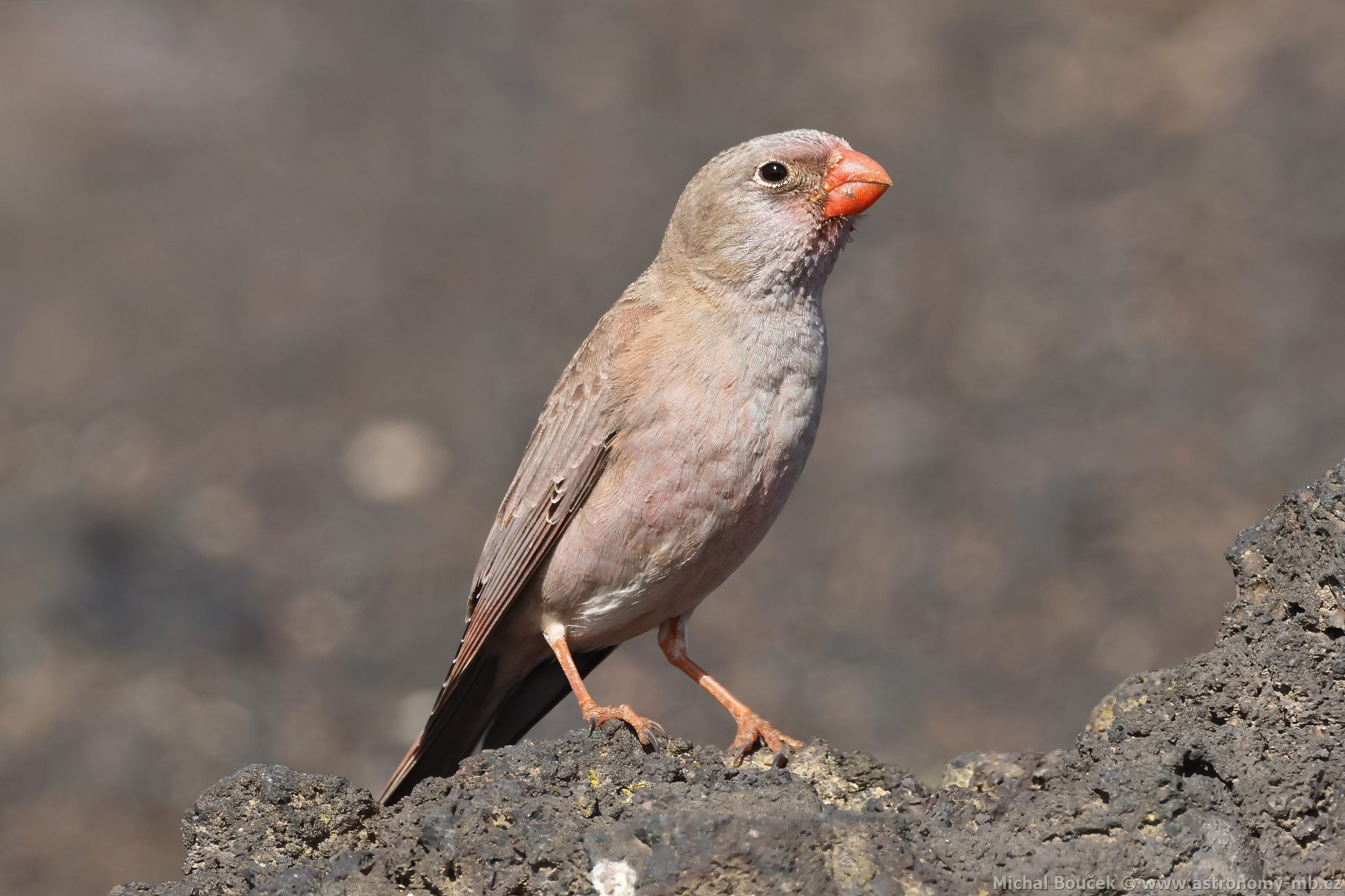 Hýl truba (Bucanetes githagineus)